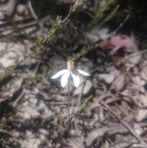 Caladenia moschata at Point 4242 - suppressed