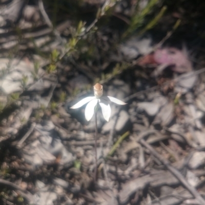 Caladenia moschata (Musky Caps) at Point 4242 - 31 Oct 2016 by gregbaines