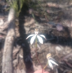 Caladenia moschata at Undefined Area - suppressed