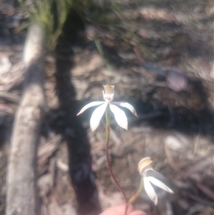 Caladenia moschata at Point 4242 - suppressed