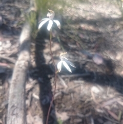 Caladenia moschata at Point 4242 - suppressed