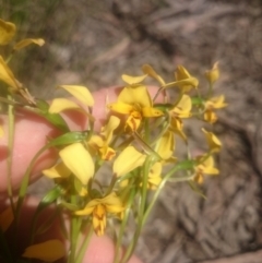 Diuris nigromontana (Black Mountain Leopard Orchid) at Point 4242 - 31 Oct 2016 by gregbaines