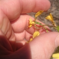 Diuris nigromontana at Point 4242 - suppressed