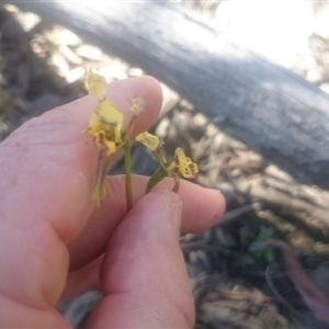 Diuris nigromontana at Point 4242 - suppressed