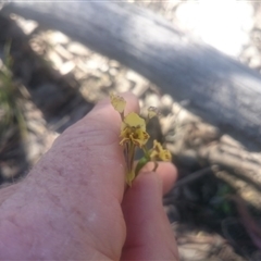 Diuris nigromontana at Point 4242 - suppressed