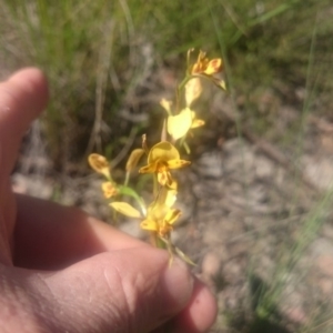 Diuris nigromontana at Point 4242 - suppressed