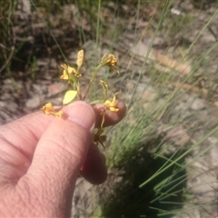 Diuris nigromontana at Point 4242 - suppressed