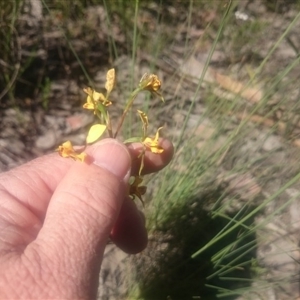 Diuris nigromontana at Point 4242 - suppressed