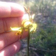 Diuris sulphurea (Tiger Orchid) at Point 4242 - 31 Oct 2016 by gregbaines