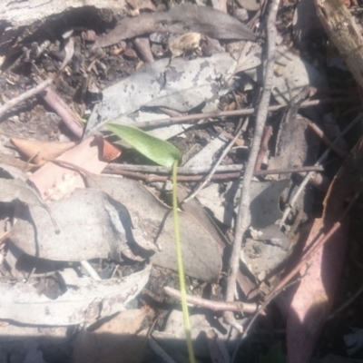 Glossodia major (Wax Lip Orchid) at Point 4242 - 31 Oct 2016 by gregbaines
