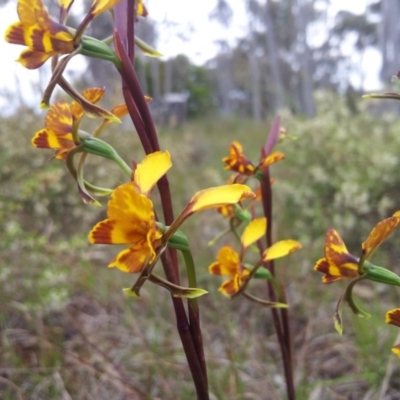 Diuris semilunulata (Late Leopard Orchid) at Kambah, ACT - 16 Oct 2016 by RosemaryRoth