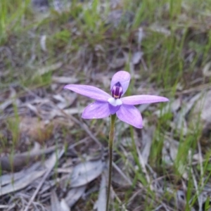 Glossodia major at Kambah, ACT - 14 Oct 2016