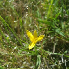 Hypoxis hygrometrica (Golden Weather-grass) at Stromlo, ACT - 31 Oct 2016 by RichardMilner