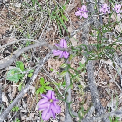 Thysanotus patersonii (Twining Fringe Lily) at Point 11 - 28 Oct 2016 by galah681