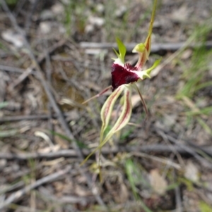 Caladenia atrovespa at Undefined Area - suppressed