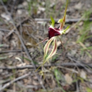 Caladenia atrovespa at Point 14 - suppressed