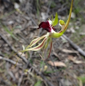 Caladenia atrovespa at Point 14 - suppressed