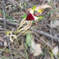 Caladenia atrovespa at Undefined Area - suppressed