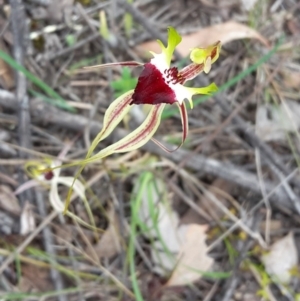 Caladenia atrovespa at Point 14 - suppressed