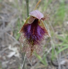 Calochilus platychilus (Purple Beard Orchid) at Point 14 - 29 Oct 2016 by galah681