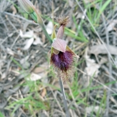 Calochilus platychilus at Undefined Area - suppressed