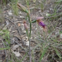 Calochilus platychilus at Point 14 - suppressed