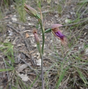Calochilus platychilus at Undefined Area - suppressed