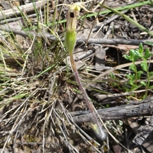 Caladenia atrovespa at Point 14 - suppressed