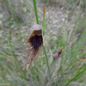 Calochilus platychilus at Point 14 - suppressed