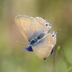 Lampides boeticus (Long-tailed Pea-blue) at Red Hill, ACT - 31 Oct 2016 by roymcd