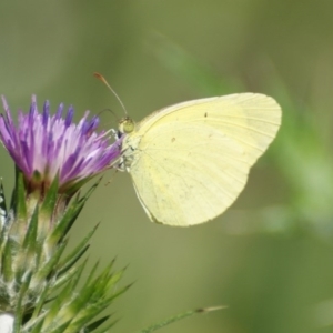 Eurema smilax at Red Hill, ACT - 31 Oct 2016 02:59 PM