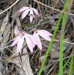 Caladenia fuscata (Dusky Fingers) at Point 20 - 29 Oct 2016 by galah681