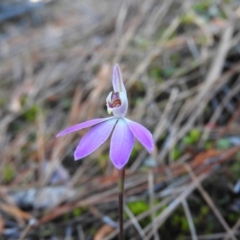 Caladenia fuscata (Dusky Fingers) at Burrinjuck, NSW - 28 Sep 2016 by RyuCallaway