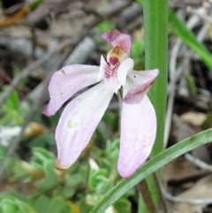 Caladenia fuscata (Dusky Fingers) at Point 20 - 29 Oct 2016 by galah681