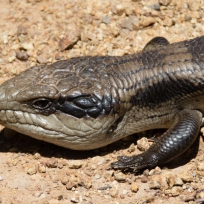 Tiliqua scincoides scincoides (Eastern Blue-tongue) at Gungahlin, ACT - 31 Oct 2016 by CedricBear