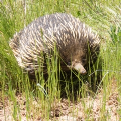 Tachyglossus aculeatus (Short-beaked Echidna) at Wallaroo, NSW - 30 Oct 2016 by CedricBear