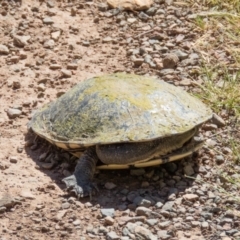 Chelodina longicollis (Eastern Long-necked Turtle) at Wallaroo, NSW - 31 Oct 2016 by CedricBear