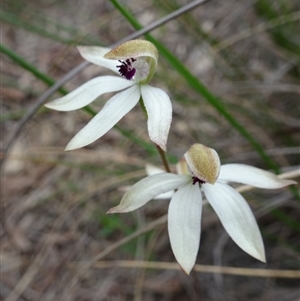 Caladenia cucullata at Point 20 - suppressed