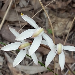 Caladenia cucullata at Point 20 - suppressed