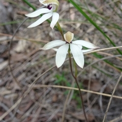 Caladenia cucullata at Point 20 - suppressed