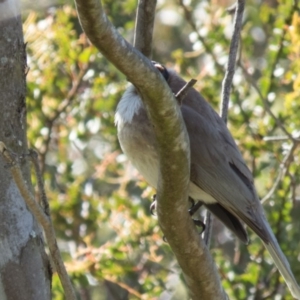 Philemon corniculatus at Gungahlin, ACT - 31 Oct 2016