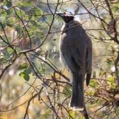 Philemon corniculatus at Gungahlin, ACT - 31 Oct 2016