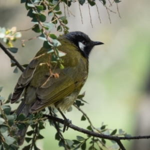 Nesoptilotis leucotis at Gungahlin, ACT - 31 Oct 2016 01:24 PM