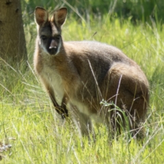 Notamacropus rufogriseus (Red-necked Wallaby) at Gungahlin, ACT - 31 Oct 2016 by CedricBear