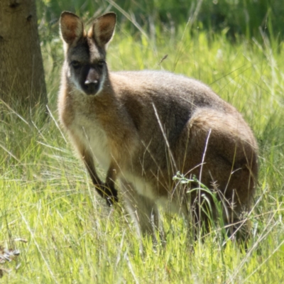 Notamacropus rufogriseus (Red-necked Wallaby) at Gungahlin, ACT - 31 Oct 2016 by CedricBear