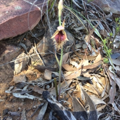 Calochilus platychilus (Purple Beard Orchid) at Molonglo Valley, ACT - 31 Oct 2016 by Floramaya