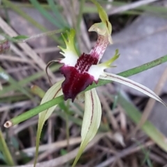 Caladenia atrovespa (Green-comb Spider Orchid) at Canberra Central, ACT - 29 Oct 2016 by galah681