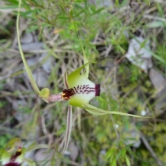 Caladenia atrovespa at Canberra Central, ACT - suppressed