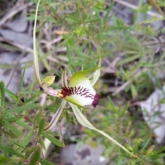 Caladenia atrovespa at Canberra Central, ACT - suppressed