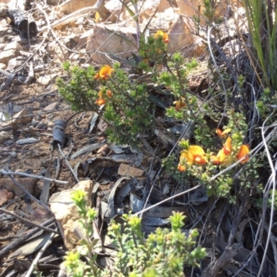 Pultenaea procumbens (Bush Pea) at Point 5215 - 31 Oct 2016 by Floramaya